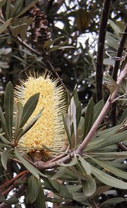 Coast Banksia