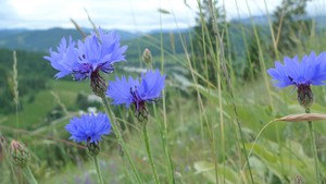 Cornflower