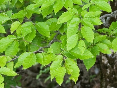 Fagus japonica