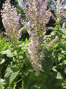 Salvia sclarea