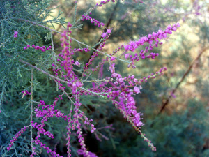 Small-Flowered Tamarisk