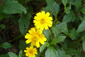 Singapore daisy