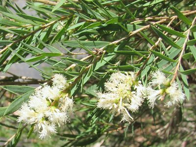 Melaleuca linariifolia