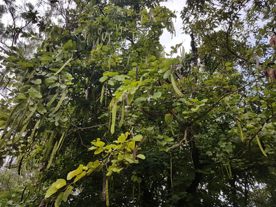 Bauhinia purpurea