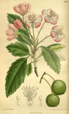 Malus ioensis