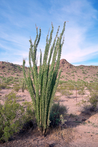 Ocotillo Coach whip