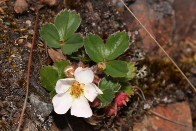 Fragaria virginiana