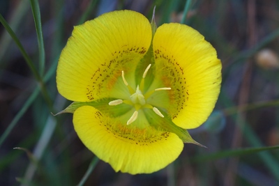 Calochortus luteus