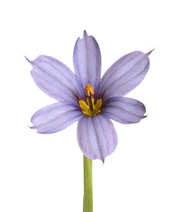 Bermuda Blue-Eyed Grass