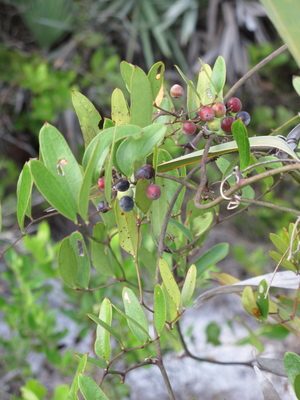 Smilax laurifolia