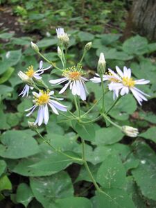 Bigleaf Aster