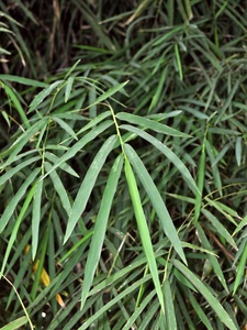 Monastery Bamboo