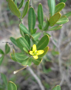 Spurge Olive