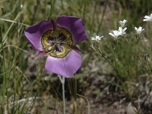 Mariposa Lily