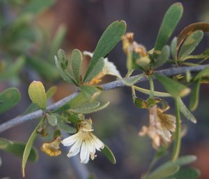 Currant Bush