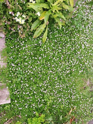 Frogfruit used as groundcover / lawn-alternative.