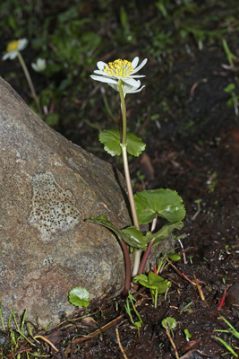 Caltha leptosepala