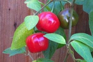 Peruvian Rocoto