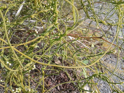 Cuscuta reflexa