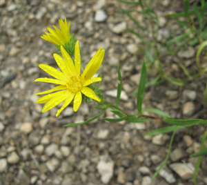 Rosin Weed