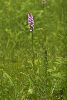 Dactylorhiza maculata