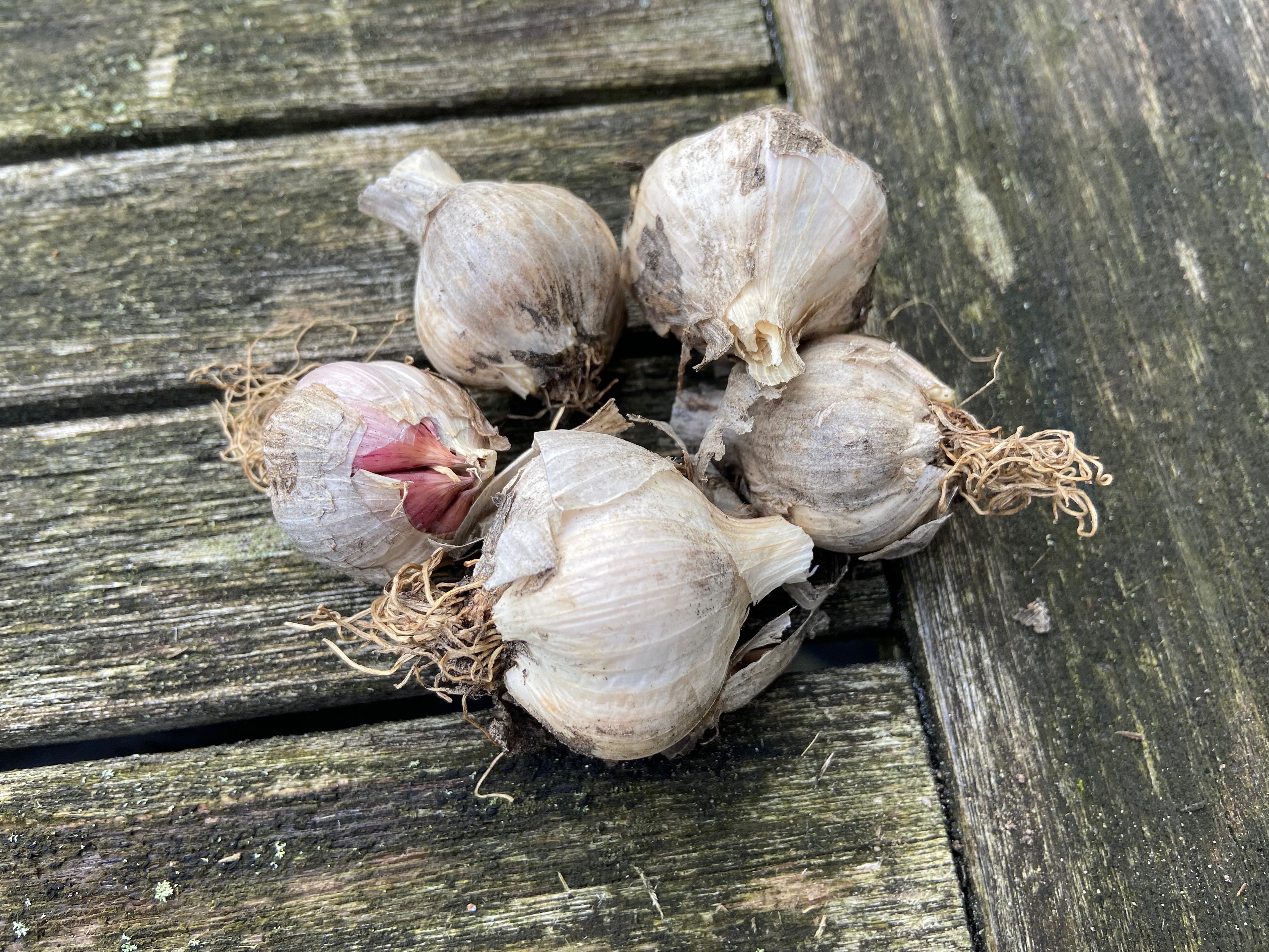 Garlic gloves / Knoblauch