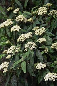 Leatherleaf Viburnum