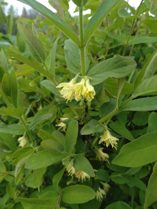 Haskap blossoms