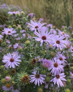 Aromatic Aster