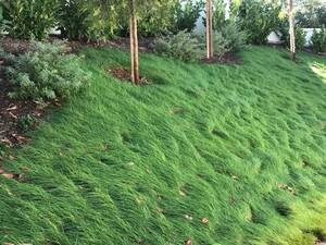 Molate Creeping Red Fescue