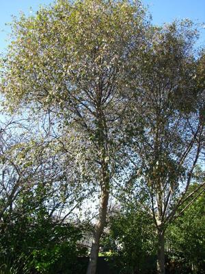 Alnus jorullensis