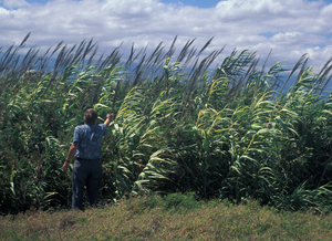 Giant reed