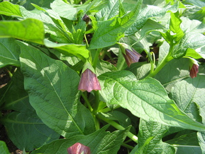 Japanese belladonna