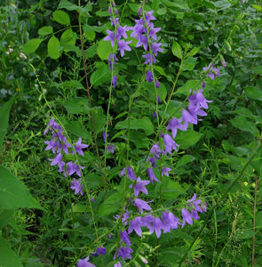 Creeping Bellflower