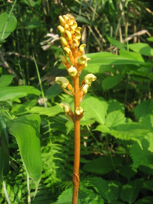 Gastrodia elata