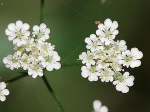 Upright Hedge Parsley