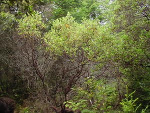 Hairy Manzanita