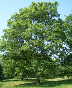 Arizona Walnut