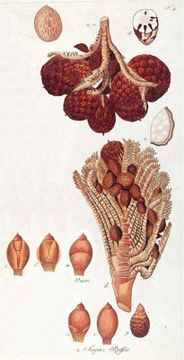 Raphia farinifera