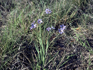Blue Eyed Grass