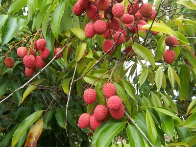 Litchi chinensis