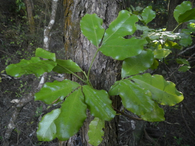 Melicope ternata