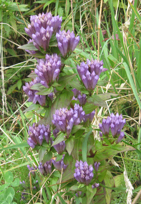 Gentianella quinquefolia