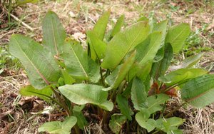 Round-Leaved Dock