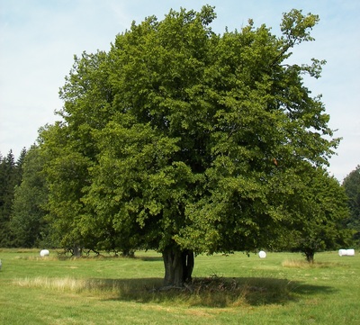 Carpinus betulus