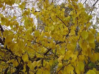 Cultivated Manchurian apricot tree, Ontario, Canada