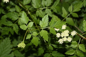 Water Dropwort