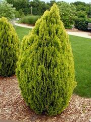 Oriental arborvitae