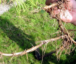 Perennial wild rice