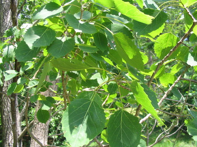 Populus grandidentata